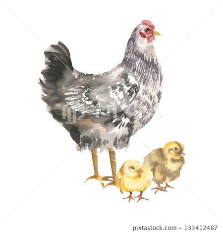 Chicken farm birds and hen watercolor illustration. Hand drawn domestic birds clipart, agriculture rural life painting with yellow chicks and hen for poster, organic product packing design 133412487