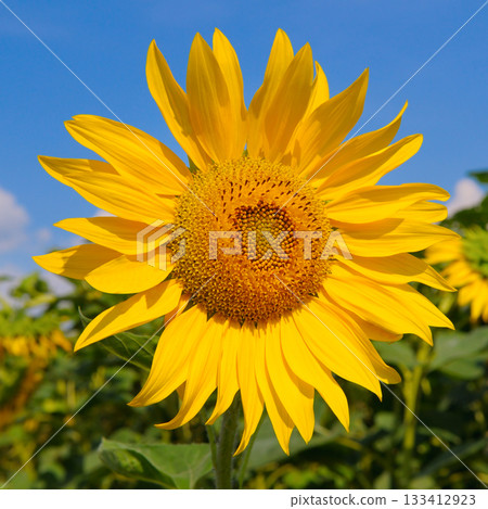 Bright Yellow Sunflower Against a Clear Blue Sky Bright Yellow Sunflower Against a Clear Blue Sky 133412923