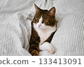 A adorable tabby cat curled up on a soft blanket, resting peacefully on the bed. A perfect scene of comfort and relaxation, dreaming sweetly. 133413091
