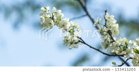 A Beautiful Blooming Apple Tree Blossoms Gracefully Under a Bright Blue Sky Above 133413203