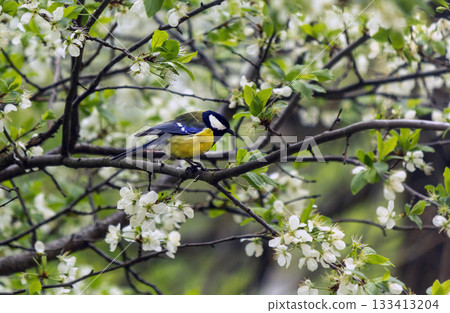 The titmouse . beautiful flowering trees in spring and a cute bird 133413204