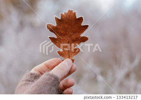 Hand holding a single frosted brown oak leaf against a blurred winter forest background. A dry oak leaf with frost crystals on the edges. Fall season. 133413217