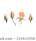 Set of four watercolor orange rosebuds. Watercolor illustration hand drawn and isolated on a white background. Ideal for decorating greeting cards, wedding invitations, polygraphy, textile, tableware 133413350