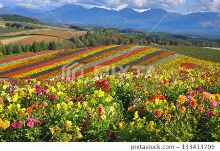 landscape, field, flowers 133413706