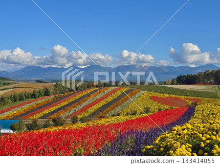 landscape, field, flowers 133414055