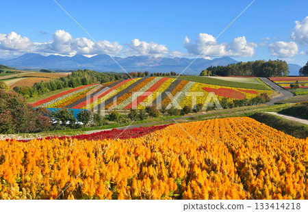 Colorful flower fields in Hokkaido, Japan, with mountains in the background under a blue sky Colorful flower fields in Hokkaido, Japan, with mountains in the background under a blue sky 133414218