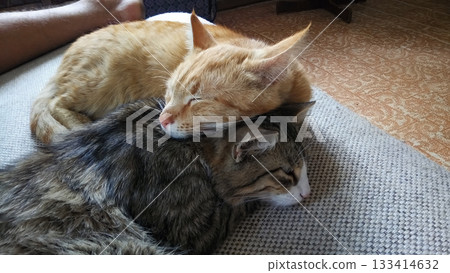 Two cats are sleeping on a bed 133414632
