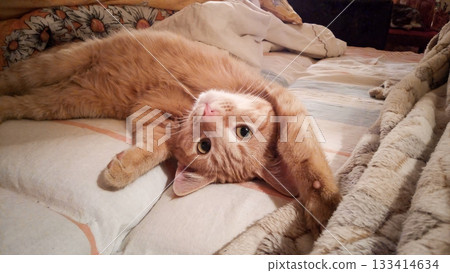 A cat laying on a bed A cat laying on a bed 133414634