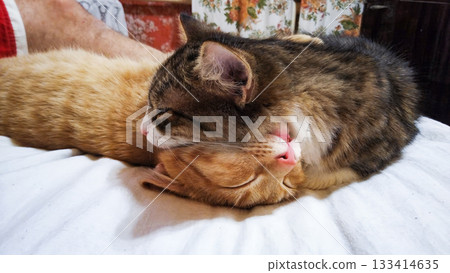 Two cats are sleeping on a bed Two cats are sleeping on a bed 133414635