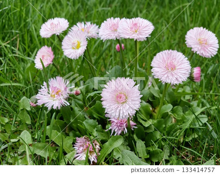 White and pink Bellis perennis flowers against a backdrop of green grass in spring. Flowers are in full bloom and the colors are vibrant. 133414757