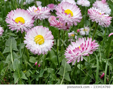 Pink and white Bellis perennis, also known as English daisy, Tasso Strawberries and Cream in bloom. 133414760
