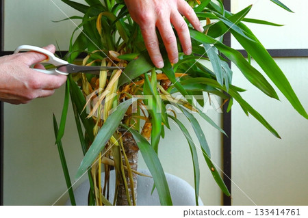 Hands Trimming Leaves on Indoor Plant 133414761