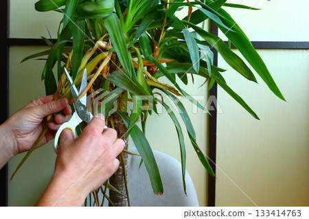 Hands Trimming Leaves on Indoor Plant 133414763
