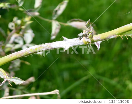 Leaves and branch of a rose plant showing symptoms of a fungal infection. Powdery mildew Sphaerotheca pannosa var. rosae. Selective focus. Leaves and branch of a rose plant showing symptoms of a fungal infection. Powdery mildew Sphaerotheca pannosa var. rosae. Selective focus. 133415098