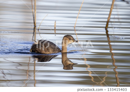 Little grebe swims gracefully in tranquil waters of the Netherlands during a sunny afternoon Little grebe swims gracefully in tranquil waters of the Netherlands during a sunny afternoon 133415403