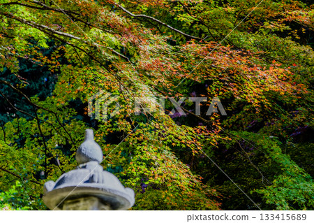 旅海山橫造寺院內的秋景 133415689