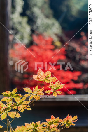 Autumn scenery of the Ryokaisan Yokozoji Temple grounds Autumn scenery of the Ryokaisan Yokozoji Temple grounds 133415860