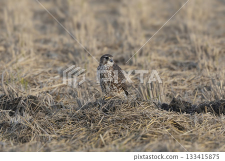 A kestrel waits for prey in a rice field in winter A kestrel waits for prey in a rice field in winter 133415875
