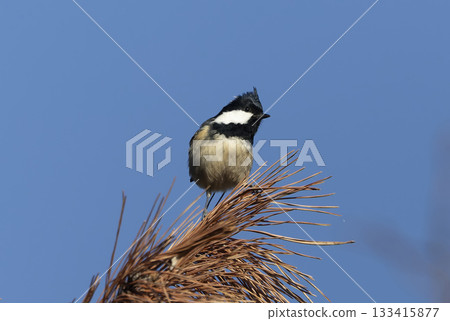 A coal tit perched on a dead pine tree 133415877