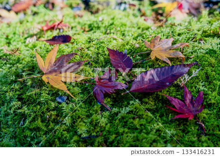 橫造寺庭院的秋景 133416231
