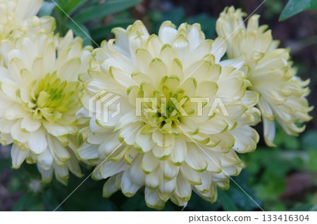 黃綠色菊花 133416304