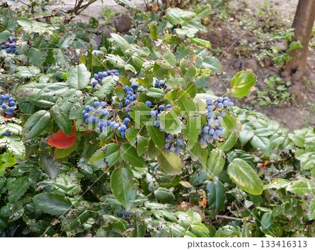 The fruits of Mahonia holly, or Mahonia aquifolium, are blue against background of bright green on a clear sunny day. The fruits of Mahonia holly, or Mahonia aquifolium, are blue against background of bright green on a clear sunny day. 133416313