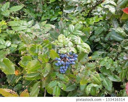 The fruits of Mahonia holly, or Mahonia aquifolium, are blue against a background of bright green on clear sunny day. 133416314
