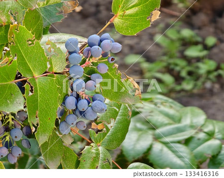 Oregon grape or Holly-leaved barberry or Mahonia aquifolium evergreen shrub flowering plant with small cluster of dense dark dusty blue berries and pinnate leaves Oregon grape or Holly-leaved barberry or Mahonia aquifolium evergreen shrub flowering plant with small cluster of dense dark dusty blue berries and pinnate leaves 133416316