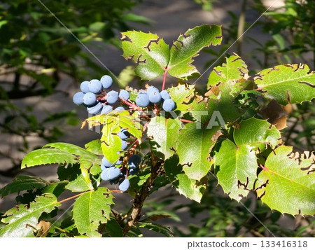Berberis aquifolium or Holly-leaved barberry or Mahonia aquifolium evergreen shrub flowering plant with small cluster of dense dark dusty blue berries and pinnate leaves Berberis aquifolium or Holly-leaved barberry or Mahonia aquifolium evergreen shrub flowering plant with small cluster of dense dark dusty blue berries and pinnate leaves 133416318