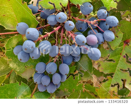 Fruits of Mahonia holly, or Mahonia aquifolium, are blue against a background of bright green on a clear sunny day. Fruits of Mahonia holly, or Mahonia aquifolium, are blue against a background of bright green on a clear sunny day. 133416320