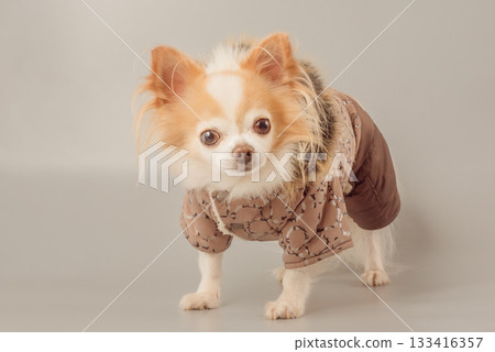 A white and red Chihuahua dog in a brown jumpsuit on a gray background. 133416357
