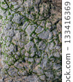 Sea stone texture with seaweed. 133416369