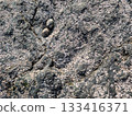 Stone texture with algae and shells 133416371