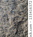 Sea stone texture. Dark grey 133416372