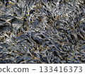 Seaweed washed up on land 133416373