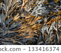 Seaweed washed up on land 133416374