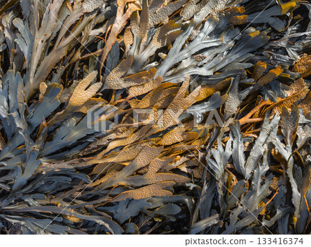 Seaweed washed up on land Seaweed washed up on land 133416374