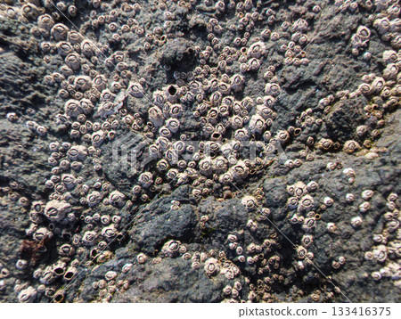 Stone terxture with algae and shells 133416375