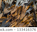 Seaweed washed up on land 133416376