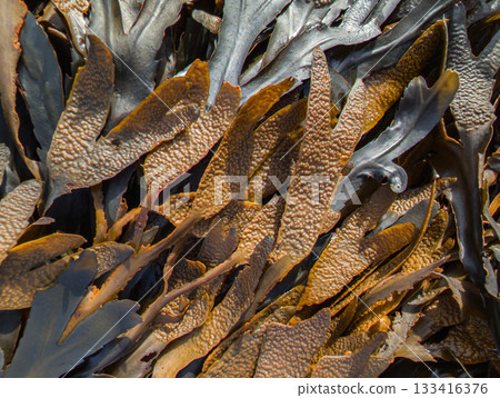 Seaweed washed up on land 133416376