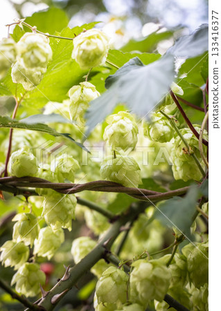 Wild Hops in sunny weather 133416377