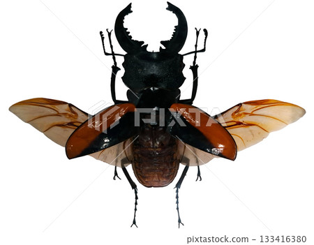 This giant stag beetle Odontolabis wallastoni is depicted in isolation, highlighting its distinctive features, including fully spread wings and prominent mandibles. This giant stag beetle Odontolabis wallastoni is depicted in isolation, highlighting its distinctive features, including fully spread wings and prominent mandibles. 133416380