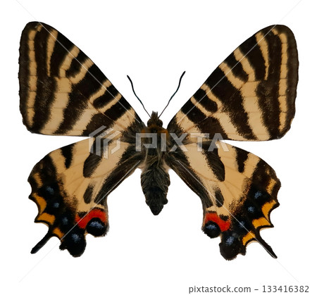 The Gifu butterfly Luehdorfia japonica shows off its striking wings, featuring bold patterns and colors. This butterfly can be found in lush areas of Gifu, Japan, during warm months. 133416382