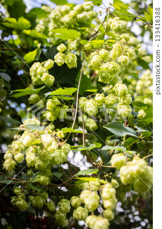 Wild Hops in sunny weather 133416388