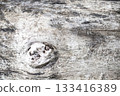 Old grey wood log texture 133416389