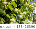 Wild Hops in sunny weather 133416390
