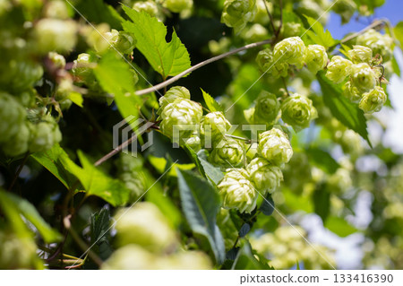 Wild Hops in sunny weather Wild Hops in sunny weather 133416390