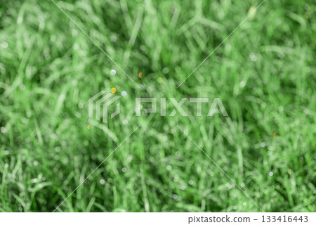 Defocused blurred green grass with water drops. Defocused blurred green grass with water drops. 133416443