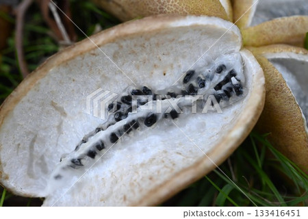 Akebia fruit, autumn flavors, Kidzu, Yamame Akebia fruit, autumn flavors, Kidzu, Yamame 133416451