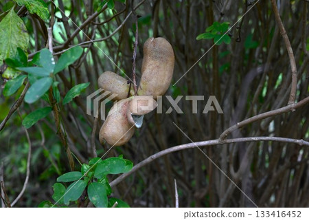 Akebia fruit, autumn flavors, Kidzu, Yamame Akebia fruit, autumn flavors, Kidzu, Yamame 133416452